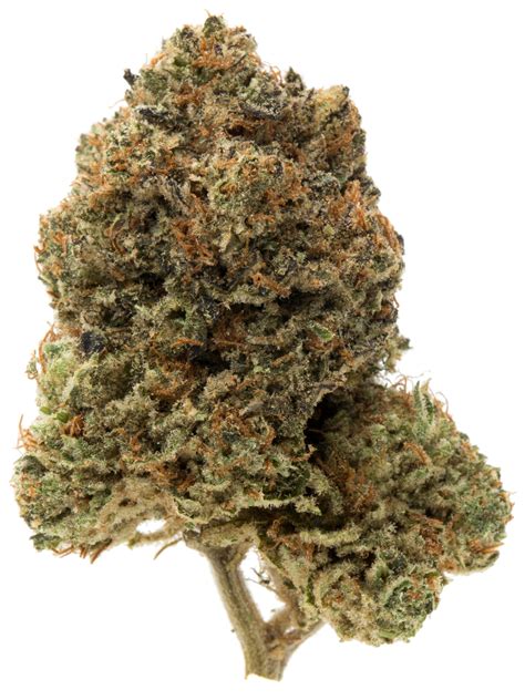 Skunk Haze is a lot smaller than the usual proportions of a hybrid and Sativa, but is a very commonly used, enjoyed and appreciated strain of medical marijuana. . Roadkill skunk ethos
